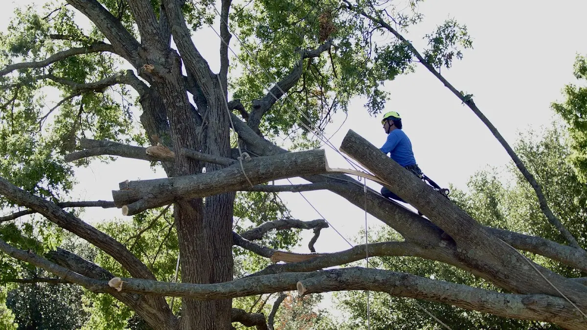 Professional Crown Thinning performed by certified arborists in Pitkin